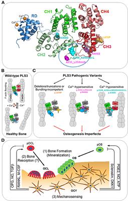 Plastin 3 in X-Linked Osteoporosis: Imbalance of Ca2+-Dependent Regulation Is Equivalent to Protein Loss